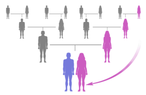 Schematische illustratie van de vererving van mitochondriaal DNA (mtDNA) via de moederlijke lijn.