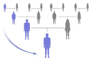 Schematische illustratie van de vererving van Y-DNA via de mannelijke lijn.