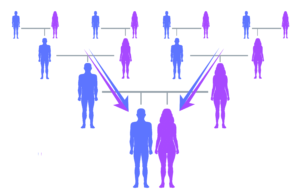 Schematische illustratie van de vererving van autosomaal DNA (atDNA) tussen generaties.